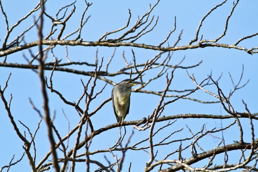 A black-crown night heron resting on a branch of a dead tree with blue sky as the background