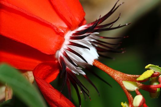 red flower close up revealing petal structure resembling eye lashes