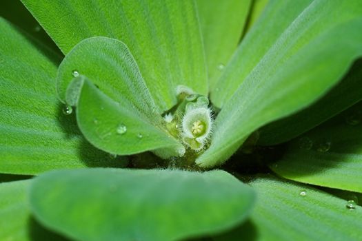 Close up view of a water cabbage (pistia stratiotes) for background use
