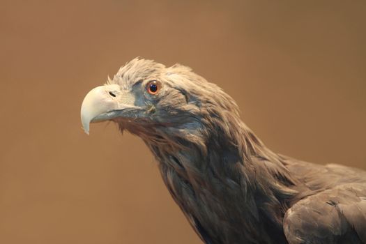 Close up of eagle head in beige background.