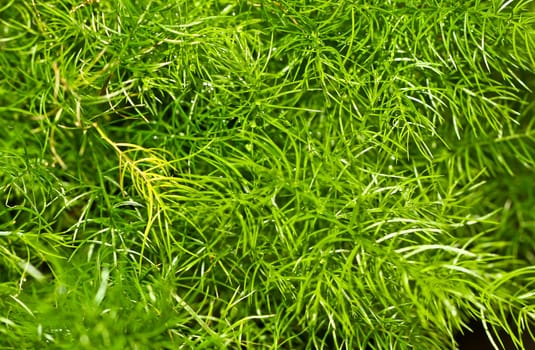 a close up view of green plant leaves in the morning