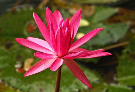 close up of a pink lotus in a pond with lotus leaves and water surface as background in landscape orientation