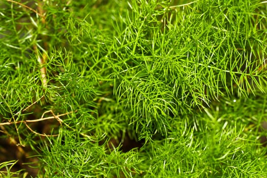 a close up view of green plant leaves in the morning