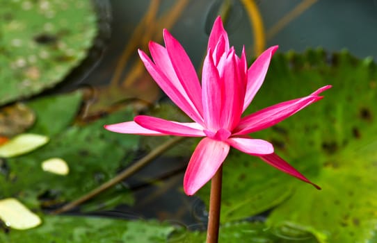 One striking pink lotus in a pond with lotus leaves as background in landscape orientation