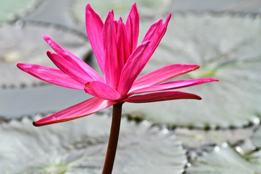 one striking pink lotus in a pond with lotus leaves as background