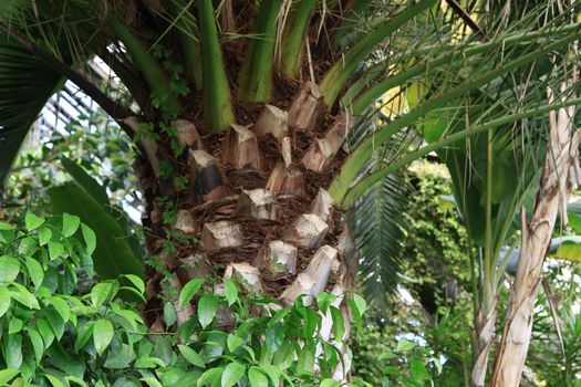 Tropical forest with palm trees and green foilage.