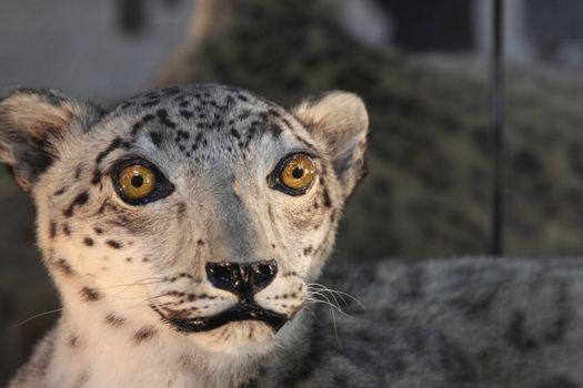 close up of cougar lost in thought.