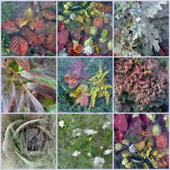 Flowers, green leaves and grass under ice, set photo