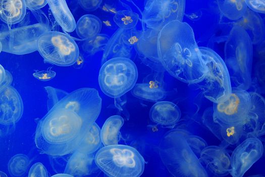 Beautiful blue moon jelly fish in an underwater scene.