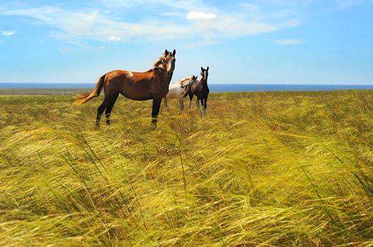 Herd of horses in the prairie