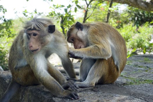 Two monkey in the forest. Sri Lanka