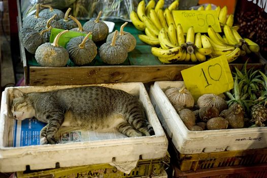 Cat sleeping at street market in Bangkok's Chinatown