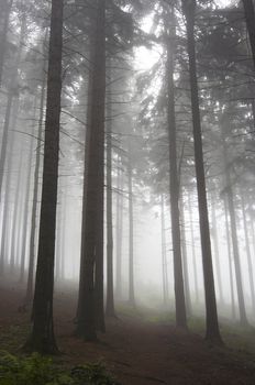 Image of the coniferous forest early in the morning - early morning fog