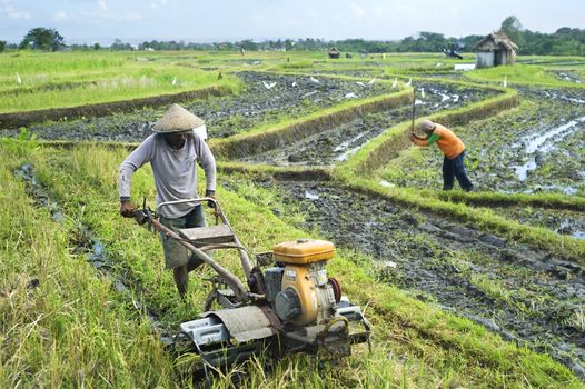 Bali, Indonesia - April 19,2011:  Local people working on the rice field. Rice, to the Balinese, is more than just the staple food; it is an integral part of the Balinese culture.
