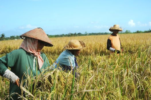Bali, Indonesia - April 19,2011:  Local people working on the rice field. Rice, to the Balinese, is more than just the staple food; it is an integral part of the Balinese culture.