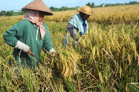 Bali, Indonesia - April 19,2011:  Local people working on the rice field. Rice, to the Balinese, is more than just the staple food; it is an integral part of the Balinese culture.