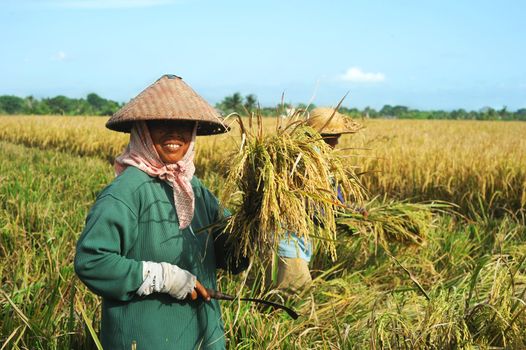 Bali, Indonesia - April 19,2011:  Local women working on the rice field. Rice, to the Balinese, is more than just the staple food; it is an integral part of the Balinese culture.