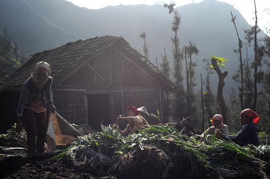 Cemoro Lavang, April 23, 2011: Unidentified Indonesian woman harvest