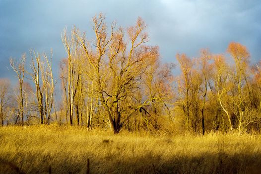 Autumn forest at sunset