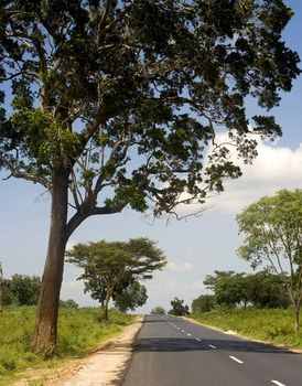 Country road in Sri Lankan national park in the sunshine day