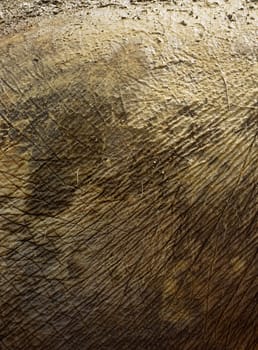 Elephant skin close-up in day light
