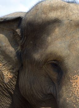 Elephant at Elephant Orphanage in Pinnawela, Sri Lanka