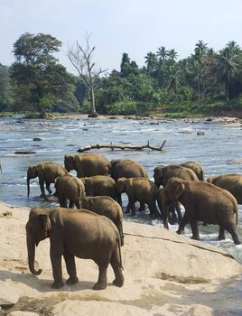 Elephants from the Pinnewala Elephant Orphanage enjoy their daily bath at the local river.