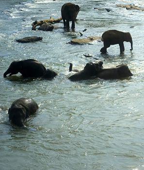 Elephants from the Pinnewala Elephant Orphanage enjoy their daily bath at the local river.