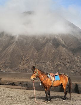 Horse stand in front of vulkano in Jawa, Indonesia
