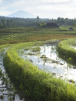 Rice field at sunrise in Bali, Indonesia