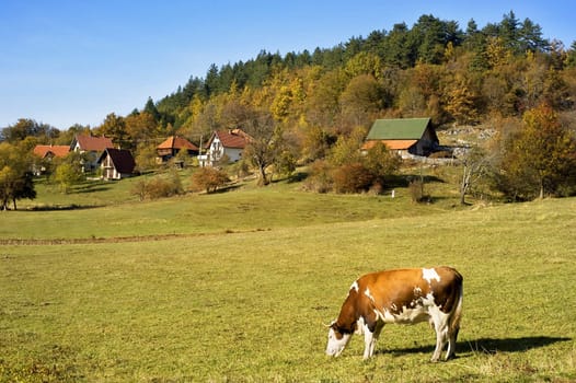 Cow grazing on a field in small Serbian village