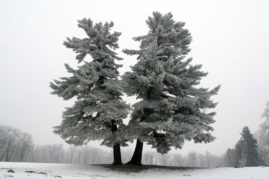 Snowy tree, alone in the snowy field