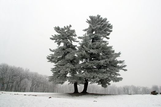 Snowy tree, alone in the snowy field