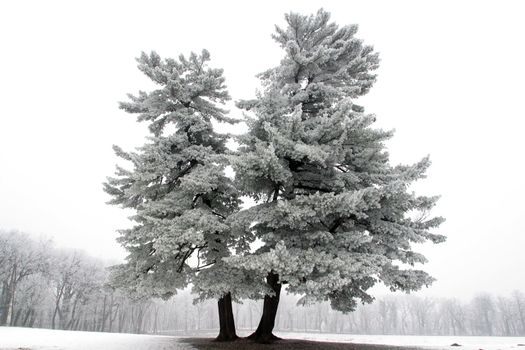 Snowy tree, alone in the snowy field
