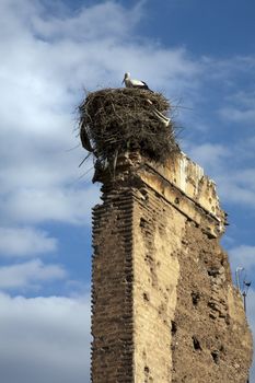 Nesting Storks, Marrakech
