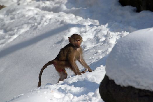 Monkey