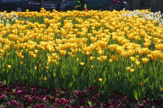 Tulips in full bloom
