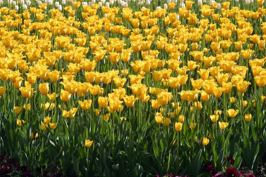 Tulips in full bloom