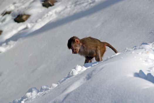 Monkey