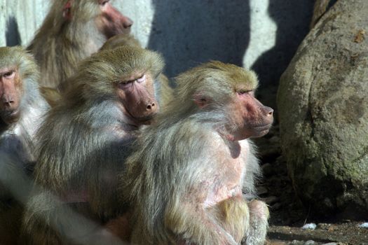 Monkeys