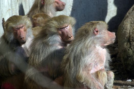 Monkeys