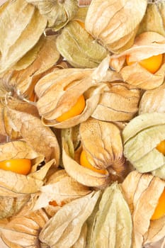 Physalis fruits as a detailed background image