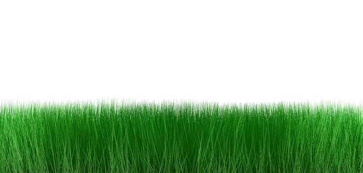 grass isolated on white background 