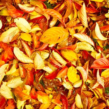 Beautiful square background image of vibrant autumn leaves