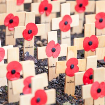 Poppies on wooden crosses to comemmorate remembrance day in the UK