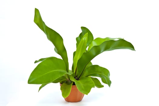 Birds nest fern isolated on white background