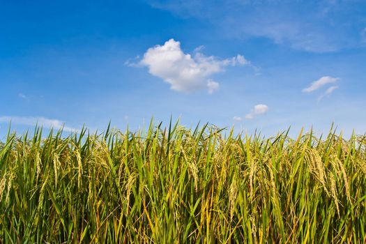 Beatiful golden rice field and blue sky