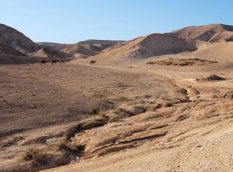 Desert landscape near the Dead Sea with herd of camels