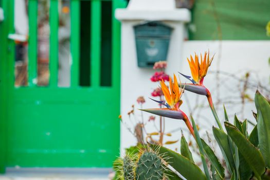 Photo of a bird of paradise flower Strelitzia, the growing front of the villa with a green gate, Canary Islands