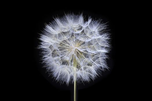 Seeds of flower dandelion on black background.